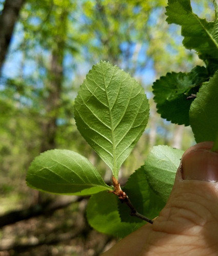 Warner's Hawthorn (Crataegus warneri)