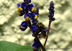 Megachile amparo