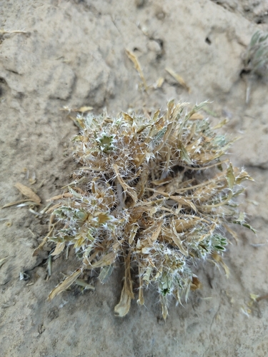 Oligochaeta observed 2026-06-11