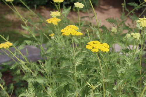 Fern-leaf Yarrow