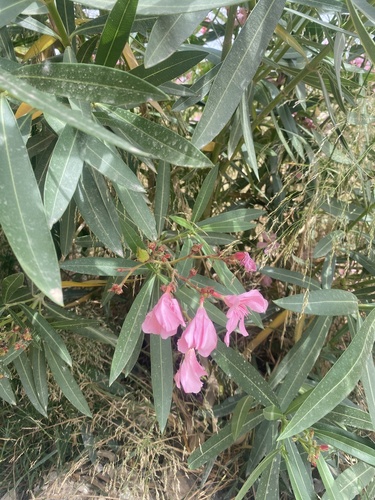 oleander