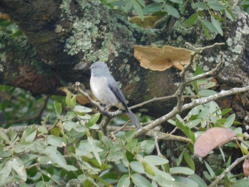 White-eyed Slaty-Flycatcher