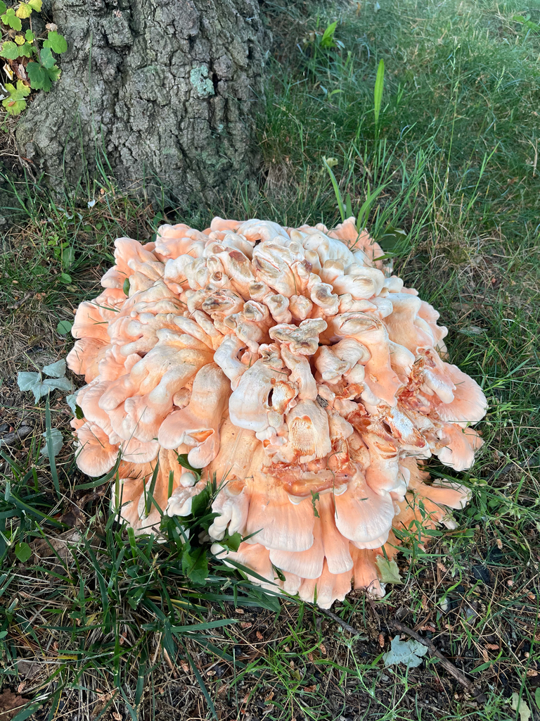 White-pored Chicken of the Woods · June 2026 · photo: Photo: (c) Nico Carl, some rights reserved (CC BY) · iNaturalist