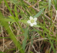 Moehringia macrophylla