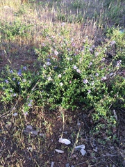 Ceanothus foliosus