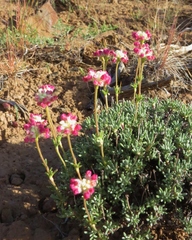 Eriogonum thymoides