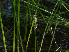 Eleocharis dulcis