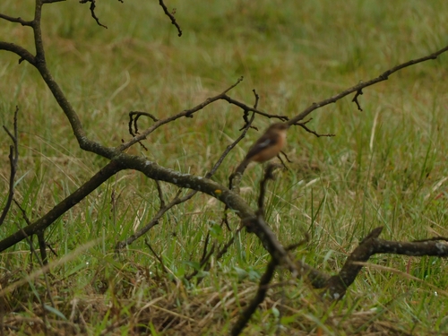 African Stonechat