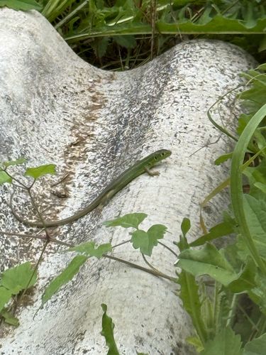 Western Green Lizard