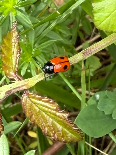 black-and-red pot beetle