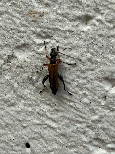 Oedemera podagrariae