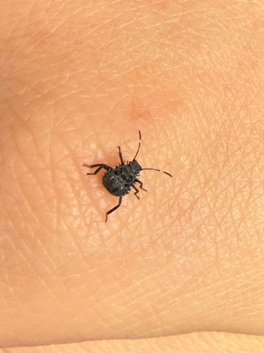 Brown Marmorated Stink Bug