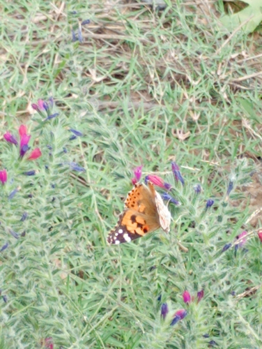 Painted Lady