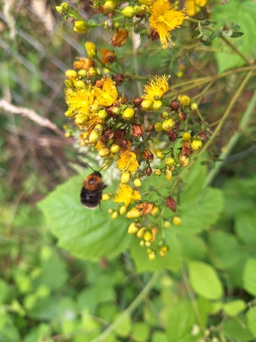 Tree Bumble Bee