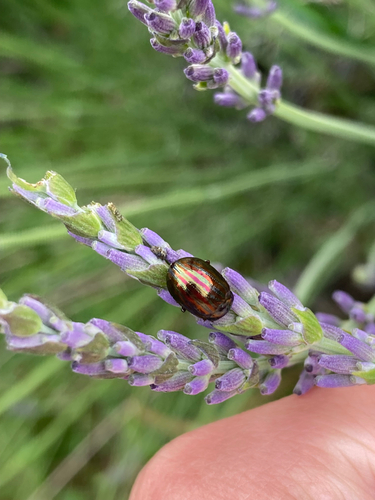 Rosemary Beetle