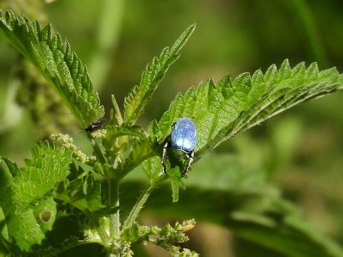 Cerulean Chafer Beetle