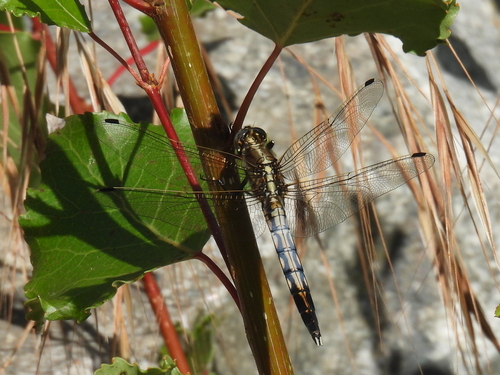 White-tailed Skimmer
