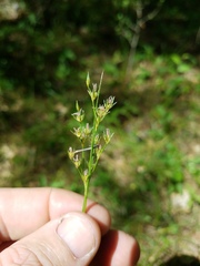 Juncus dichotomus