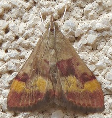 Pyrausta flavofascialis