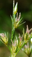 Juncus dichotomus