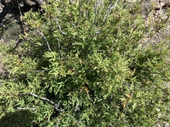 Berberis haematocarpa