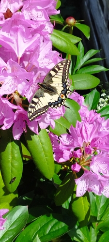 Old World Swallowtail