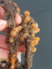 Distaplia occidentalis