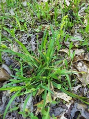 Carex flaccosperma