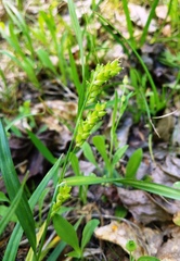 Carex flaccosperma