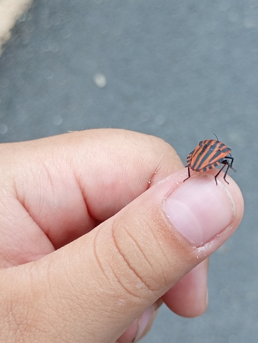 Continental Striped Shield Bug