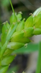 Carex flaccosperma