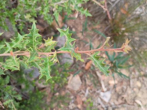 Grevillea aquifolium, photograph 3