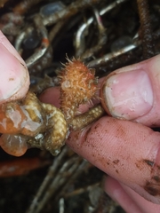 Boltenia villosa