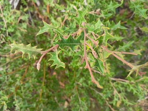Grevillea aquifolium, photograph 4