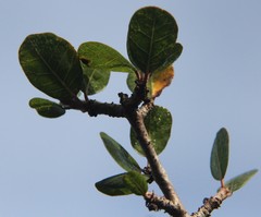 Bursera schlechtendalii