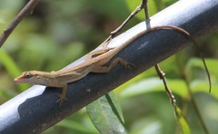 Anolis wellbornae