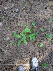 Athyrium asplenioides