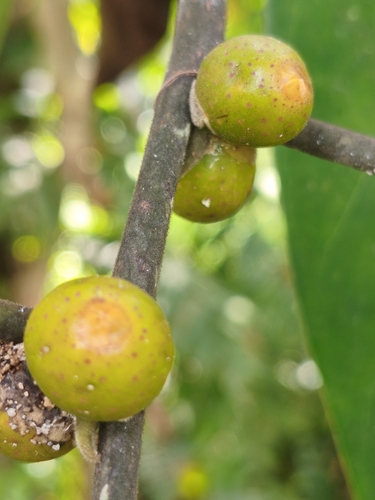 Ficus sumatrana observed 2026-06-11