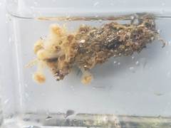 Aplousobranchia