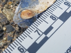 Lepeta concentrica