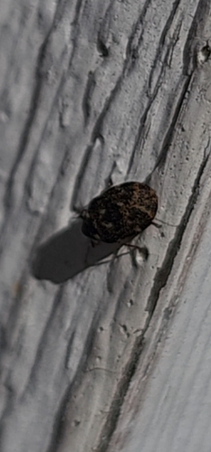 Museum Beetle