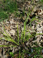 Carex cephalophora