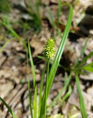 Carex cephalophora