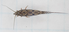 Pedetontus submutans