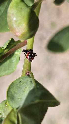 Napoleon Spider