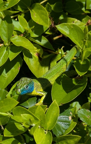 Western Green Lizard