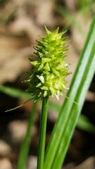 Carex cephalophora