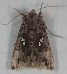 Autographa corusca