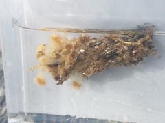 Aplousobranchia