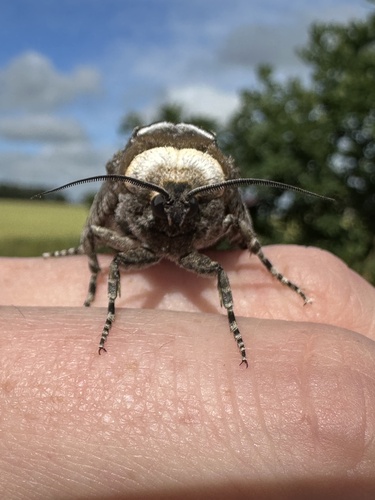Goat Moth